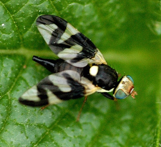 Urophora cardui © James K. Lindsey