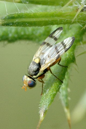 Urophora stylata © James K. Lindsey
