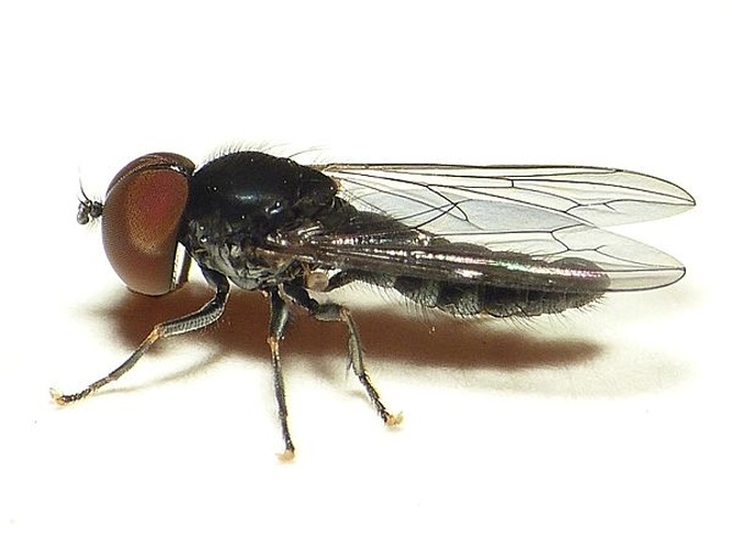 Verrallia aucta &copy; <table style="width:100%; border:1px solid #aaa; background:#efd; text-align:center"><tbody><tr>
<td>
<a href="//commons.wikimedia.org/wiki/File:Aspitates_ochrearia.jpg" class="image"><img alt="Aspitates ochrearia.jpg" src="https://upload.wikimedia.org/wikipedia/commons/thumb/b/bc/Aspitates_ochrearia.jpg/55px-Aspitates_ochrearia.jpg" decoding="async" width="55" height="41" srcset="https://upload.wikimedia.org/wikipedia/commons/thumb/b/bc/Aspitates_ochrearia.jpg/83px-Aspitates_ochrearia.jpg 1.5x, https://upload.wikimedia.org/wikipedia/commons/thumb/b/bc/Aspitates_ochrearia.jpg/110px-Aspitates_ochrearia.jpg 2x" data-file-width="800" data-file-height="600"></a>
</td>
<td>This image is created by user <a rel="nofollow" class="external text" href="http://waarneming.nl/user/photos/19474">Dick Belgers</a> at <a rel="nofollow" class="external text" href="http://waarneming.nl/">waarneming.nl</a>, a source of nature observations in the Netherlands.
</td>
</tr></tbody></table>