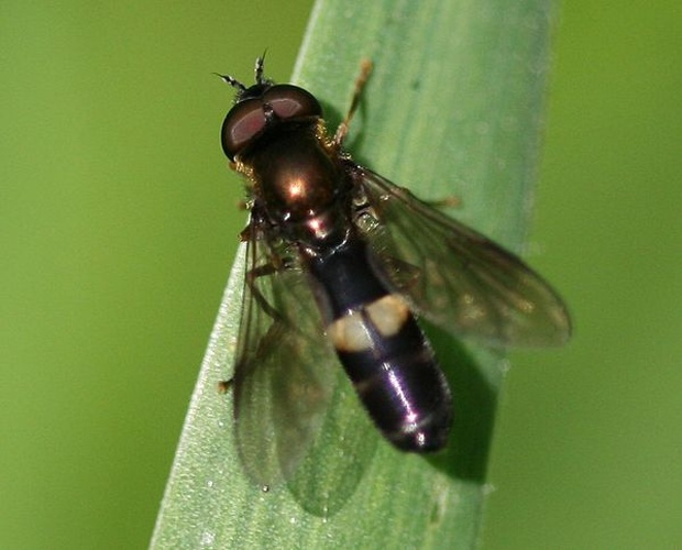 Platycheirus rosarum &copy; <a href="//commons.wikimedia.org/w/index.php?title=User:Sandy_Rae&amp;action=edit&amp;redlink=1" class="new" title="User:Sandy Rae (page does not exist)">Sandy Rae</a>