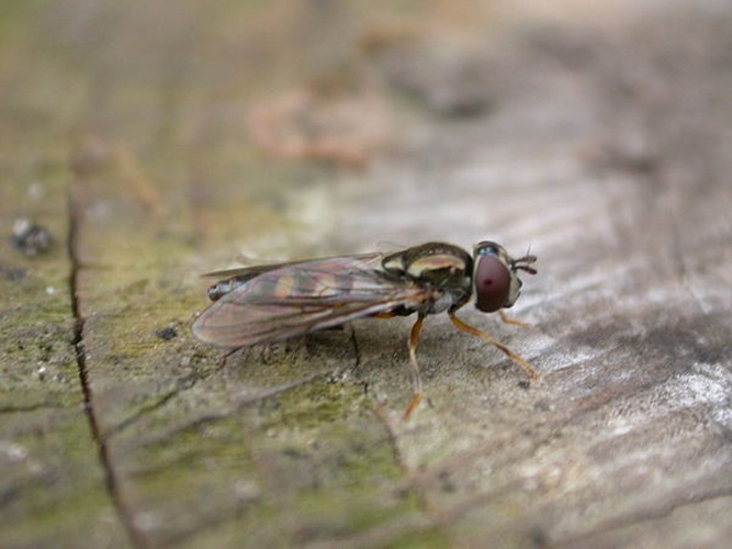 Platycheirus scutatus &copy; dhobern