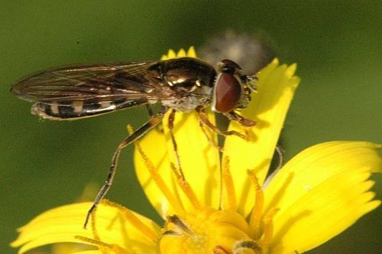 Platycheirus tarsalis © James K. Lindsey