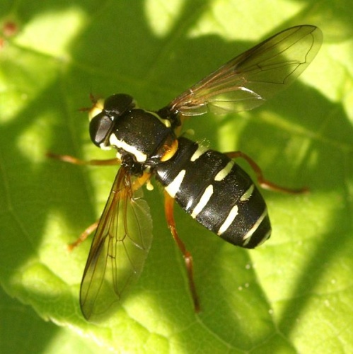Xanthogramma citrofasciatum © <a href="//commons.wikimedia.org/w/index.php?title=User:Manders&amp;action=edit&amp;redlink=1" class="new" title="User:Manders (page does not exist)">Martin Andersson</a>