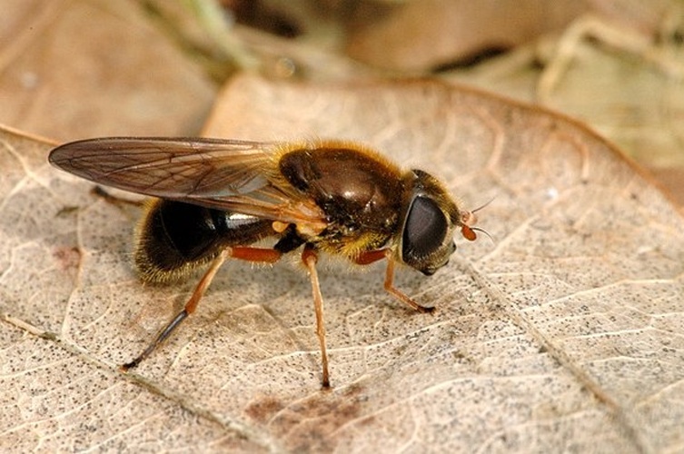 Cheilosia albipila &copy; James K. Lindsey