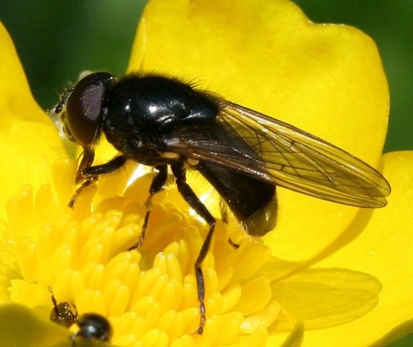 Cheilosia albitarsis &copy; <a href="//commons.wikimedia.org/w/index.php?title=User:Sandy_Rae&amp;action=edit&amp;redlink=1" class="new" title="User:Sandy Rae (page does not exist)">Sandy Rae</a>