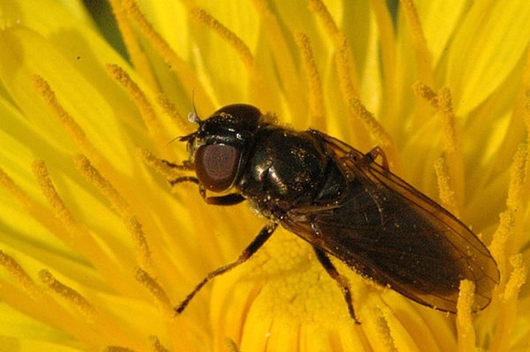 Cheilosia carbonaria © James K. Lindsey