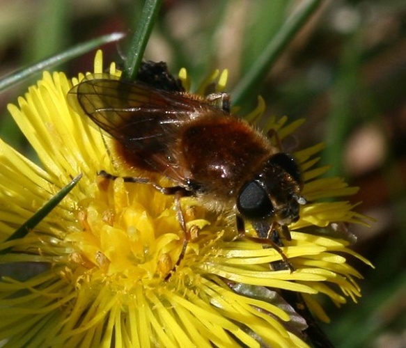 Cheilosia grossa © <a href="//commons.wikimedia.org/w/index.php?title=User:Sandy_Rae&amp;action=edit&amp;redlink=1" class="new" title="User:Sandy Rae (page does not exist)">Sandy Rae</a>