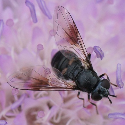 Pipiza lugubris &copy; <a href="//commons.wikimedia.org/w/index.php?title=User:Manders&amp;action=edit&amp;redlink=1" class="new" title="User:Manders (page does not exist)">Martin Andersson</a>