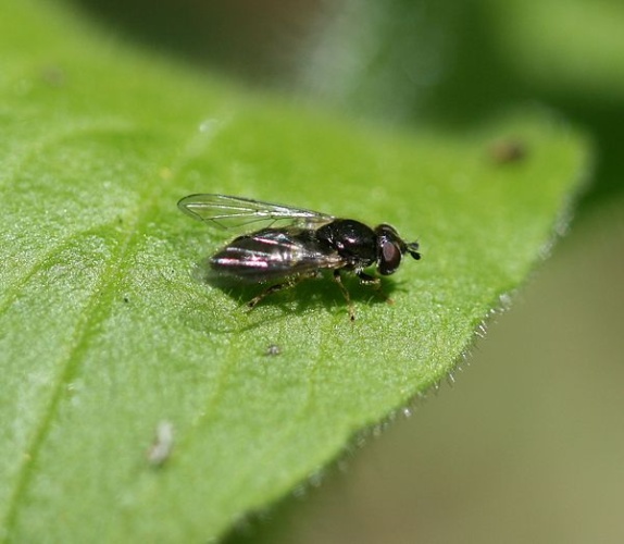 Pipiza luteitarsis &copy; <a rel="nofollow" class="external text" href="https://www.flickr.com/people/35142635@N05">Sandy Rae</a>