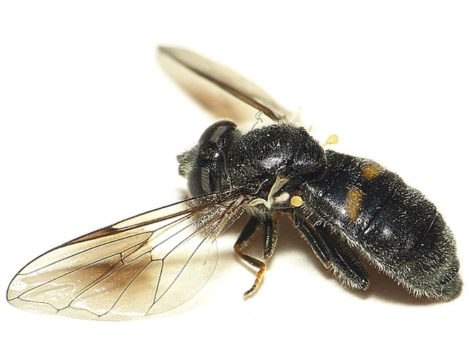 Pipiza noctiluca © <table style="width:100%; border:1px solid #aaa; background:#efd; text-align:center"><tbody><tr>
<td>
<a href="//commons.wikimedia.org/wiki/File:Aspitates_ochrearia.jpg" class="image"><img alt="Aspitates ochrearia.jpg" src="https://upload.wikimedia.org/wikipedia/commons/thumb/b/bc/Aspitates_ochrearia.jpg/55px-Aspitates_ochrearia.jpg" decoding="async" width="55" height="41" srcset="https://upload.wikimedia.org/wikipedia/commons/thumb/b/bc/Aspitates_ochrearia.jpg/83px-Aspitates_ochrearia.jpg 1.5x, https://upload.wikimedia.org/wikipedia/commons/thumb/b/bc/Aspitates_ochrearia.jpg/110px-Aspitates_ochrearia.jpg 2x" data-file-width="800" data-file-height="600"></a>
</td>
<td>This image is created by user <a rel="nofollow" class="external text" href="http://waarneming.nl/user/photos/19474">Dick Belgers</a> at <a rel="nofollow" class="external text" href="http://waarneming.nl/">waarneming.nl</a>, a source of nature observations in the Netherlands.
</td>
</tr></tbody></table>