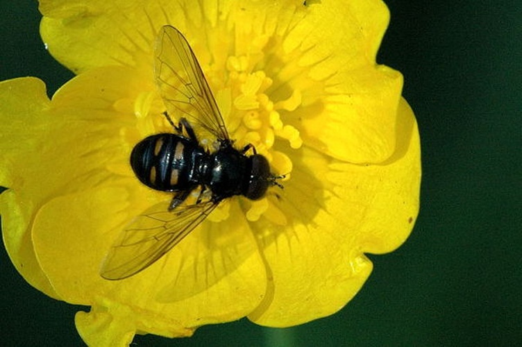 Pipiza quadrimaculata &copy; James K. Lindsey