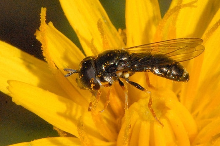 Pipizella annulata © James K. Lindsey