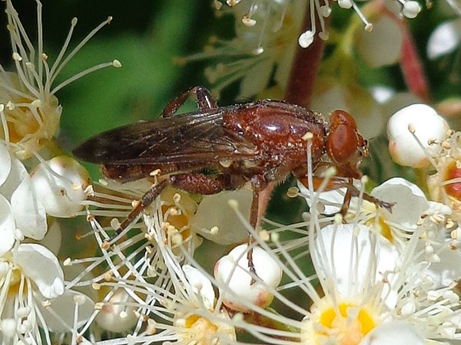 Brachyopa panzeri © <a href="//commons.wikimedia.org/wiki/User:AfroBrazilian" title="User:AfroBrazilian">AfroBrazilian</a>