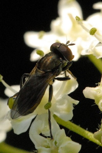 Cheilosia mutabilis &copy; James K. Lindsey