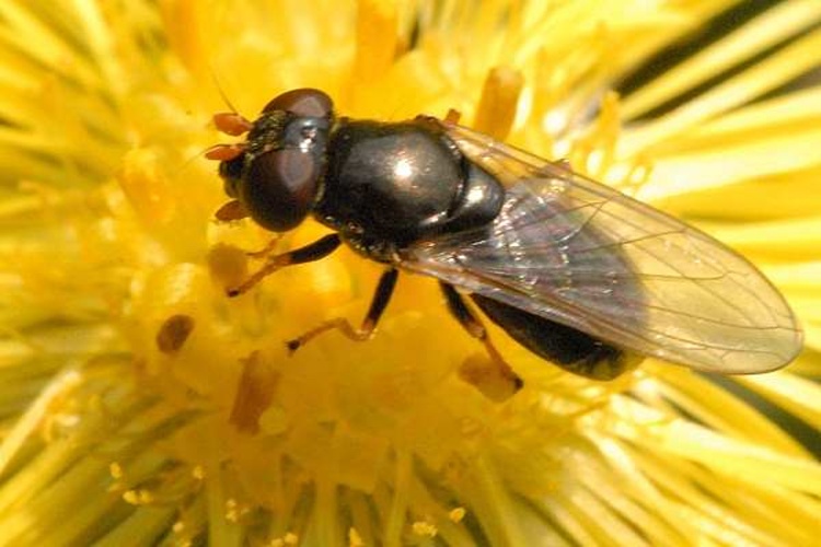 Cheilosia pagana © James K. Lindsey