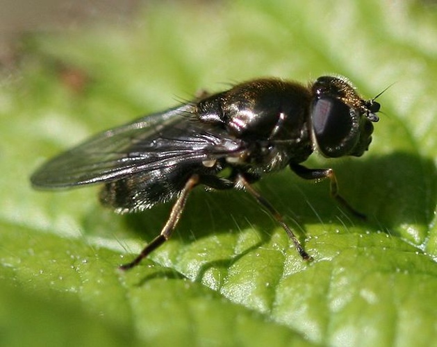 Cheilosia proxima © <a href="//commons.wikimedia.org/w/index.php?title=User:Sandy_Rae&amp;action=edit&amp;redlink=1" class="new" title="User:Sandy Rae (page does not exist)">Sandy Rae</a>
