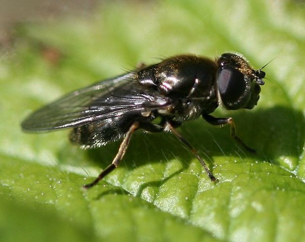 Cheilosia proxima &copy; <a href="//commons.wikimedia.org/w/index.php?title=User:Sandy_Rae&amp;action=edit&amp;redlink=1" class="new" title="User:Sandy Rae (page does not exist)">Sandy Rae</a>