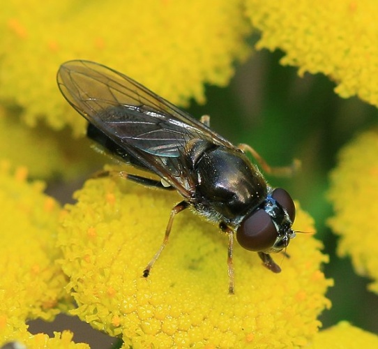 Cheilosia scutellata © <a rel="nofollow" class="external text" href="https://www.flickr.com/people/35142635@N05">S. Rae</a> from Scotland, UK