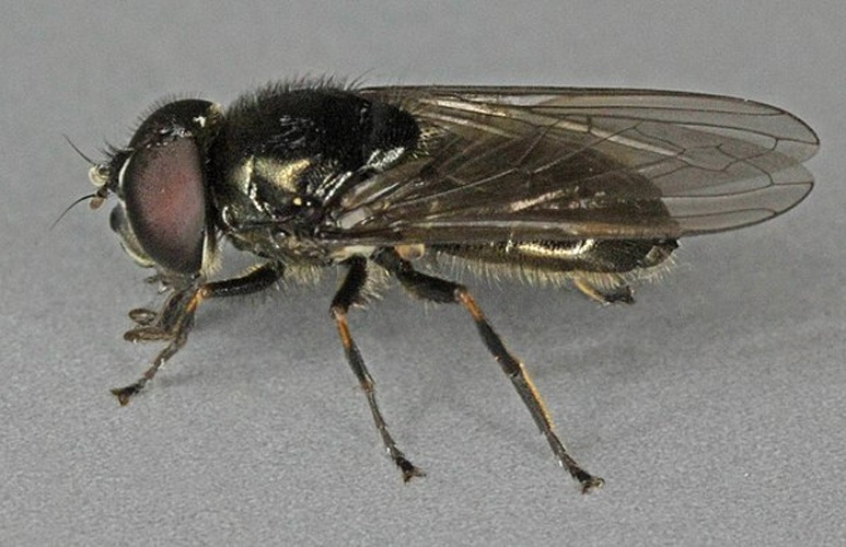 Cheilosia vernalis &copy; <a rel="nofollow" class="external text" href="https://www.flickr.com/people/130093583@N04">Janet Graham</a>