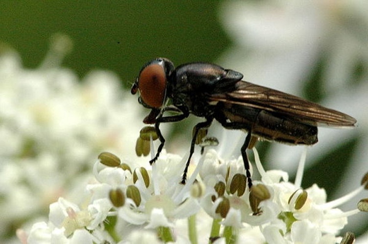 Chrysogaster solstitialis &copy; James K. Lindsey