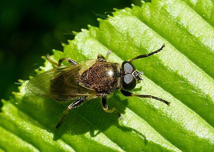 Myolepta vara &copy; <a rel="nofollow" class="external text" href="https://www.biolib.cz/en/person/id7376/">Matej Schwarz</a>