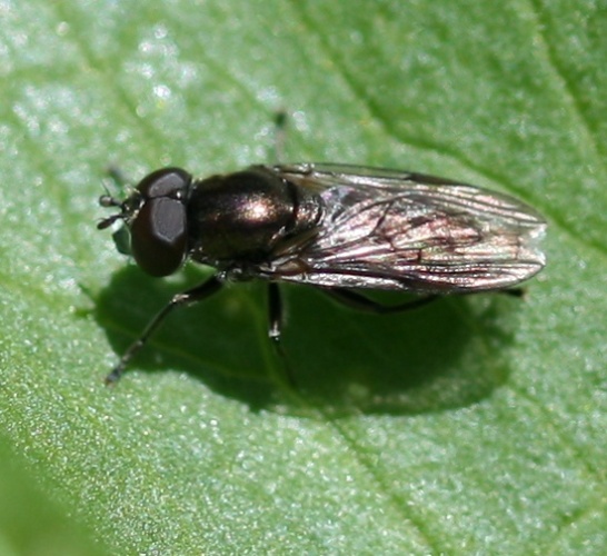 Orthonevra brevicornis &copy; <a href="//commons.wikimedia.org/w/index.php?title=User:Sandy_Rae&amp;action=edit&amp;redlink=1" class="new" title="User:Sandy Rae (page does not exist)">Sandy Rae</a>