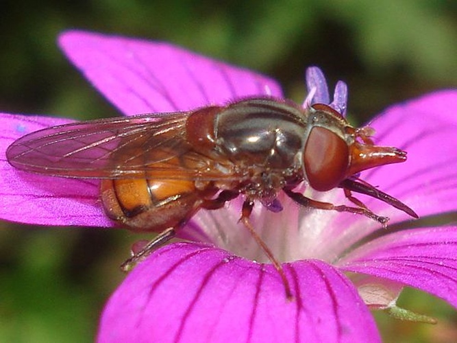 Rhingia campestris &copy; <a href="//commons.wikimedia.org/wiki/User:Sanja565658" title="User:Sanja565658">Sanja565658</a>