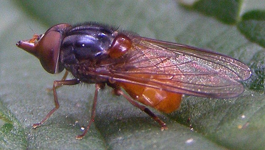 Rhingia rostrata © <a href="//commons.wikimedia.org/w/index.php?title=User:TristramBrelstaff&amp;action=edit&amp;redlink=1" class="new" title="User:TristramBrelstaff (page does not exist)">TristramBrelstaff</a>
