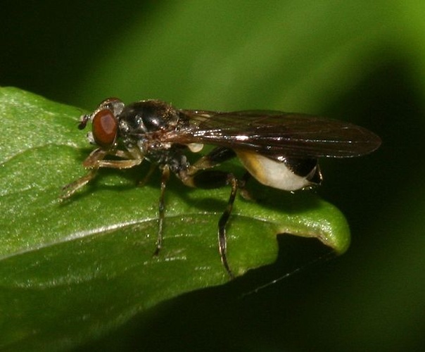 Sphegina clunipes &copy; <a rel="nofollow" class="external text" href="https://www.flickr.com/people/35142635@N05">Sandy__R</a>