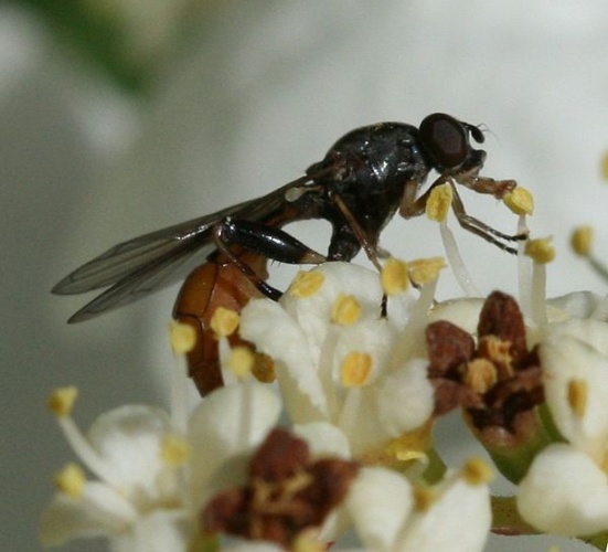 Sphegina sibirica &copy; <a href="//commons.wikimedia.org/w/index.php?title=User:Sandy_Rae&amp;action=edit&amp;redlink=1" class="new" title="User:Sandy Rae (page does not exist)">Sandy Rae</a>