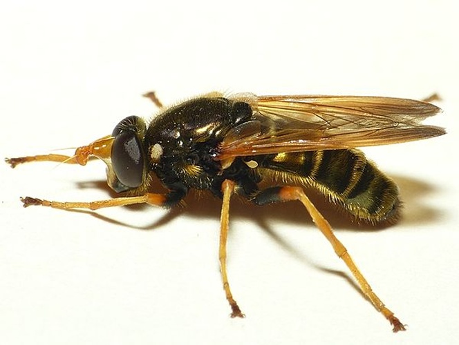 Caliprobola speciosa &copy; <table style="width:100%; border:1px solid #aaa; background:#efd; text-align:center"><tbody><tr>
<td>
<a href="//commons.wikimedia.org/wiki/File:Aspitates_ochrearia.jpg" class="image"><img alt="Aspitates ochrearia.jpg" src="https://upload.wikimedia.org/wikipedia/commons/thumb/b/bc/Aspitates_ochrearia.jpg/55px-Aspitates_ochrearia.jpg" decoding="async" width="55" height="41" srcset="https://upload.wikimedia.org/wikipedia/commons/thumb/b/bc/Aspitates_ochrearia.jpg/83px-Aspitates_ochrearia.jpg 1.5x, https://upload.wikimedia.org/wikipedia/commons/thumb/b/bc/Aspitates_ochrearia.jpg/110px-Aspitates_ochrearia.jpg 2x" data-file-width="800" data-file-height="600"></a>
</td>
<td>This image is created by user <a rel="nofollow" class="external text" href="http://waarneming.nl/user/photos/19474">Dick Belgers</a> at <a rel="nofollow" class="external text" href="http://waarneming.nl/">waarneming.nl</a>, a source of nature observations in the Netherlands.
</td>
</tr></tbody></table>