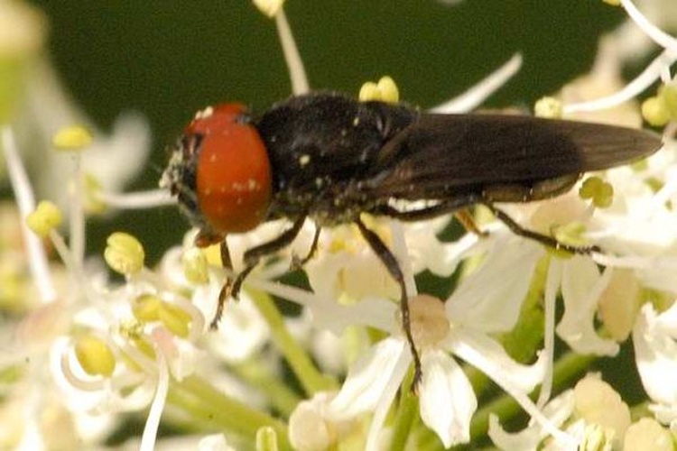 Eumerus ornatus © James K. Lindsey