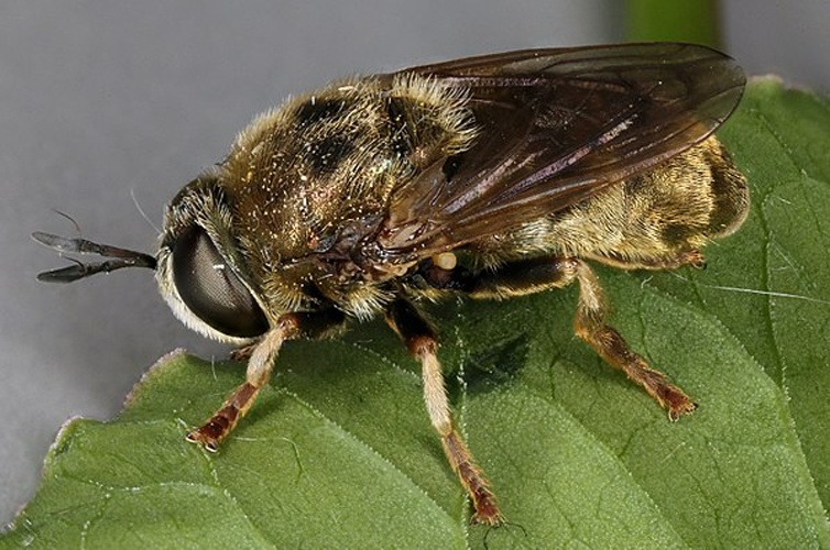 Microdon devius &copy; <a rel="nofollow" class="external text" href="https://www.flickr.com/people/130093583@N04">Janet Graham</a>