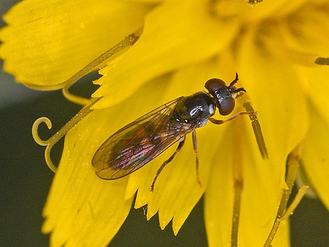 Pelecocera tricincta &copy; <a href="//commons.wikimedia.org/wiki/User:Hectonichus" title="User:Hectonichus">Hectonichus</a>