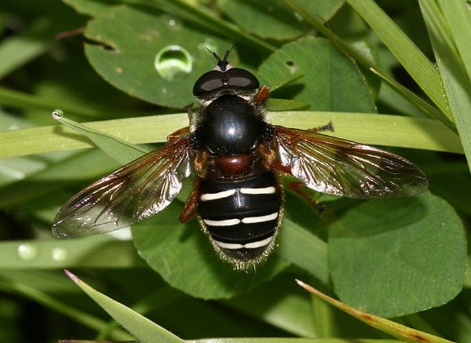 Sericomyia lappona © <a href="//commons.wikimedia.org/w/index.php?title=User:Sandy_Rae&amp;action=edit&amp;redlink=1" class="new" title="User:Sandy Rae (page does not exist)">Sandy Rae</a>