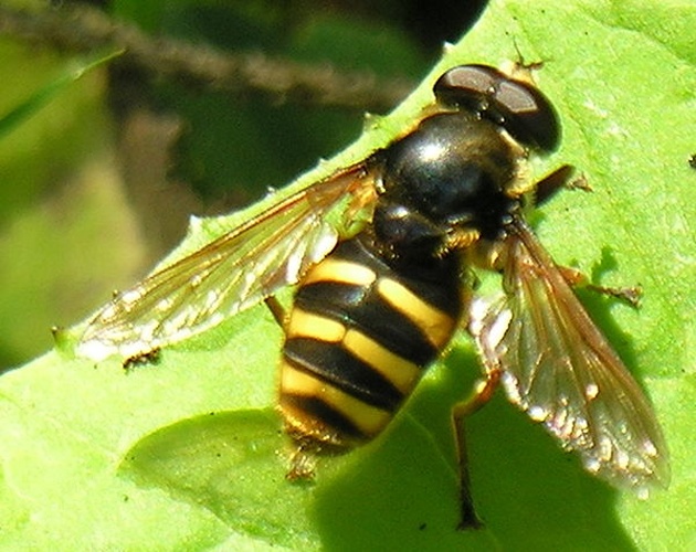 Sericomyia silentis © <a href="//commons.wikimedia.org/wiki/User:Algirdas" title="User:Algirdas">Algirdas</a>