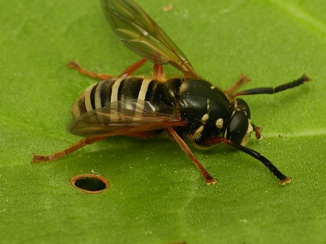 Temnostoma apiforme &copy; <a href="//commons.wikimedia.org/w/index.php?title=User:Adam_Furlepa&amp;action=edit&amp;redlink=1" class="new" title="User:Adam Furlepa (page does not exist)">Adam Furlepa</a>