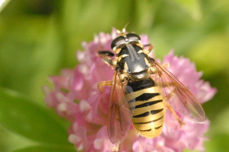 Temnostoma vespiforme © James K. Lindsey
