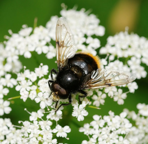 Volucella bombylans &copy; <bdi><a href="//commons.wikimedia.org/wiki/User:ComputerHotline" title="User:ComputerHotline">Thomas Bresson</a>
</bdi>