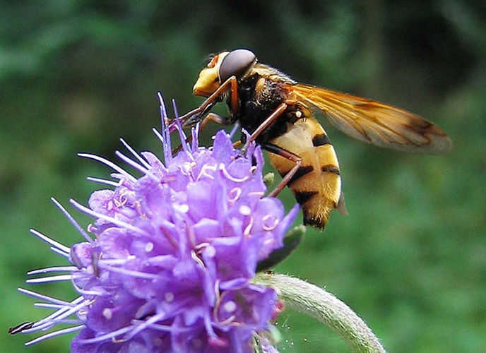 Volucella inanis &copy; 