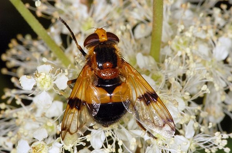 Volucella inflata © <a href="//commons.wikimedia.org/wiki/User:Dysmachus" title="User:Dysmachus">Fritz Geller-Grimm</a>