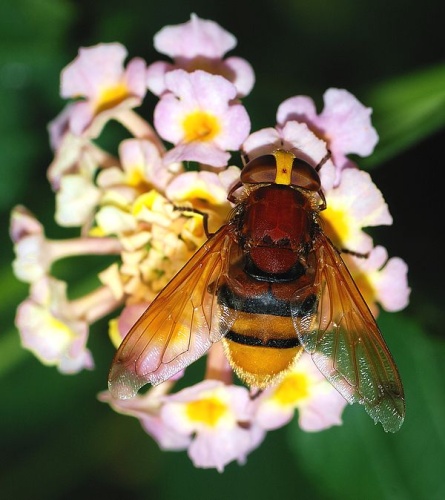 Volucella zonaria &copy; <a href="//commons.wikimedia.org/wiki/User:Alvesgaspar" title="User:Alvesgaspar">Alvesgaspar</a>