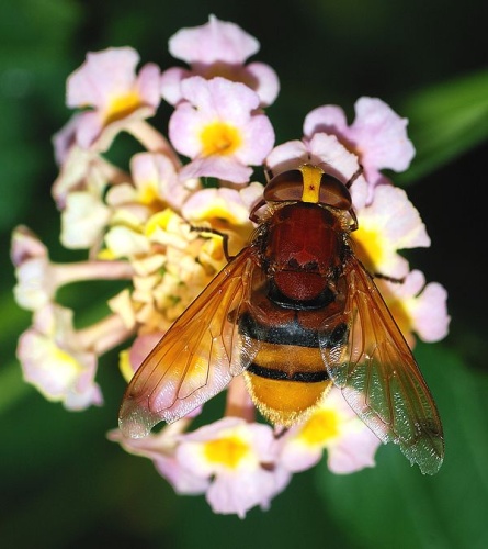 Volucella zonaria © <a href="//commons.wikimedia.org/wiki/User:Alvesgaspar" title="User:Alvesgaspar">Alvesgaspar</a>