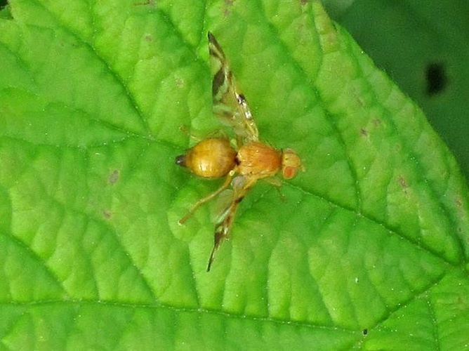 Myoleja lucida &copy; <a href="//commons.wikimedia.org/wiki/User:Bj.schoenmakers" title="User:Bj.schoenmakers">Bj.schoenmakers</a>