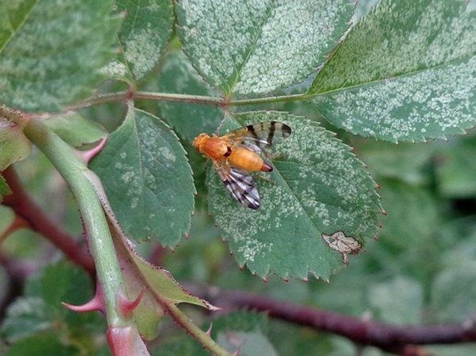 Rhagoletis alternata © <a href="//commons.wikimedia.org/wiki/User:AfroBrazilian" title="User:AfroBrazilian">AfroBrazilian</a>