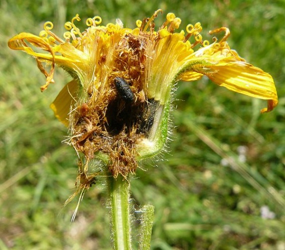 Tephritis arnicae © Abalg