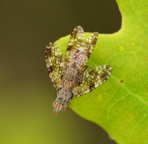 Tephritis vespertina © <table style="width:100%; border:1px solid #aaa; background:#efd; text-align:center"><tbody><tr>
<td>
<a href="//commons.wikimedia.org/wiki/File:Aspitates_ochrearia.jpg" class="image"><img alt="Aspitates ochrearia.jpg" src="https://upload.wikimedia.org/wikipedia/commons/thumb/b/bc/Aspitates_ochrearia.jpg/55px-Aspitates_ochrearia.jpg" decoding="async" width="55" height="41" srcset="https://upload.wikimedia.org/wikipedia/commons/thumb/b/bc/Aspitates_ochrearia.jpg/83px-Aspitates_ochrearia.jpg 1.5x, https://upload.wikimedia.org/wikipedia/commons/thumb/b/bc/Aspitates_ochrearia.jpg/110px-Aspitates_ochrearia.jpg 2x" data-file-width="800" data-file-height="600"></a>
</td>
<td>This image is created by user <a rel="nofollow" class="external text" href="http://waarneming.nl/user/photos/2795">Jan Ligtenberg</a> at <a rel="nofollow" class="external text" href="http://waarneming.nl/">waarneming.nl</a>, a source of nature observations in the Netherlands.
</td>
</tr></tbody></table>