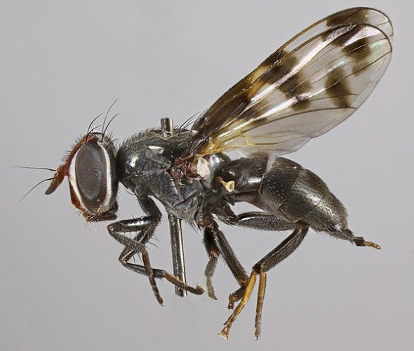 Herina lugubris &copy; <a rel="nofollow" class="external text" href="https://www.flickr.com/people/130093583@N04">Janet Graham</a>