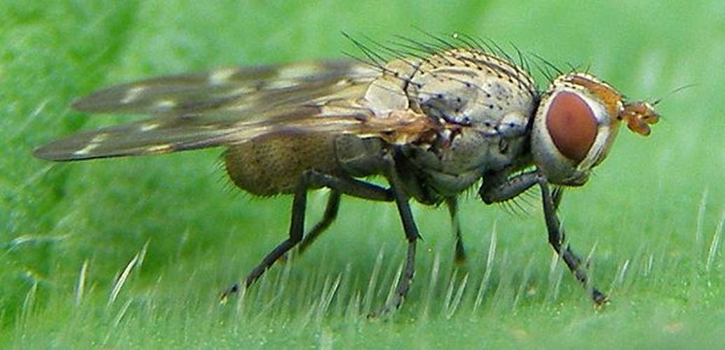 Otites guttata © <a href="//commons.wikimedia.org/w/index.php?title=User:TristramBrelstaff&amp;action=edit&amp;redlink=1" class="new" title="User:TristramBrelstaff (page does not exist)">TristramBrelstaff</a>