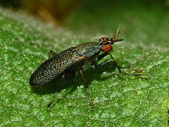 Coremacera marginata &copy; <a href="//commons.wikimedia.org/wiki/User:Hectonichus" title="User:Hectonichus">Hectonichus</a>